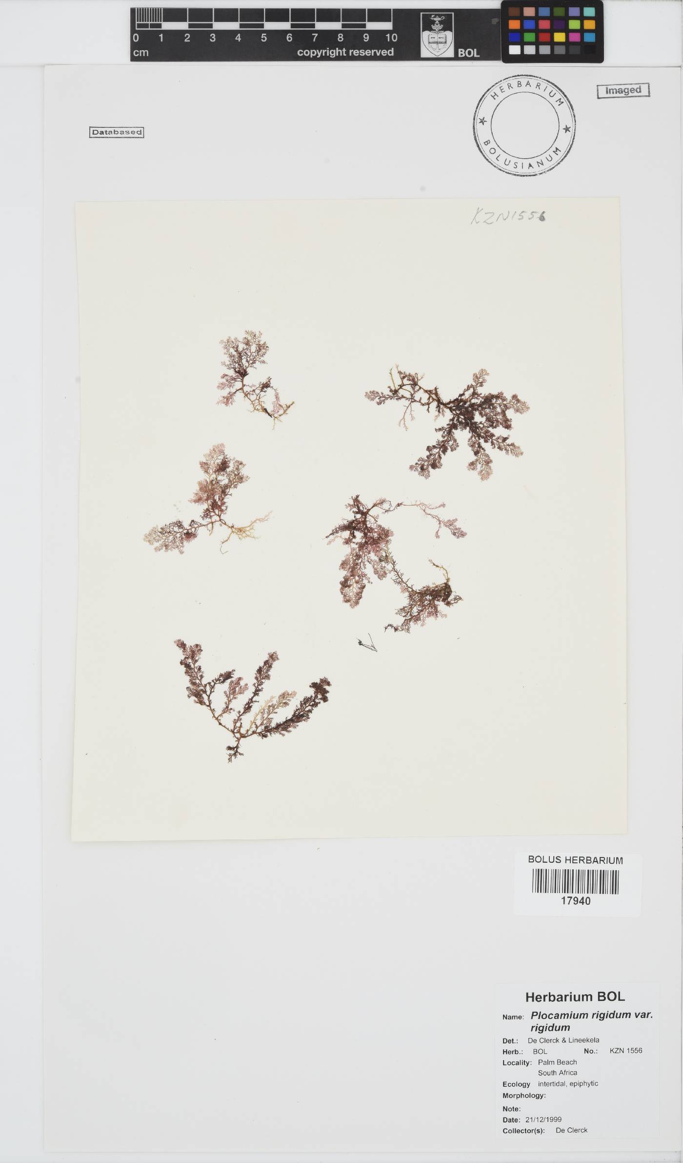 Plocamium rigidum var. rigidum image