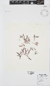 Plocamium rigidum image
