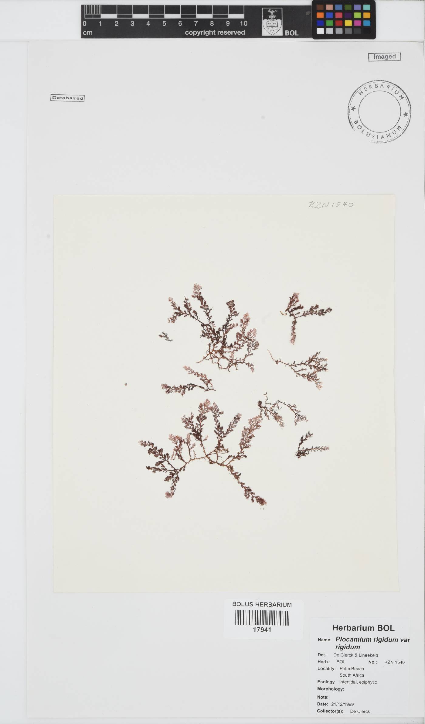 Plocamium rigidum var. rigidum image