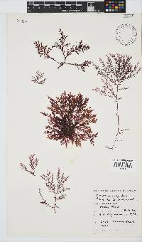 Plocamium rigidum image