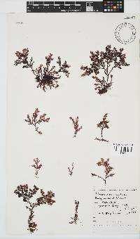 Plocamium rigidum image