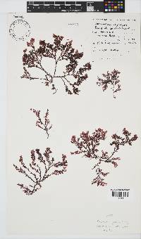 Plocamium rigidum image