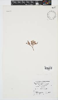 Plocamium rigidum image