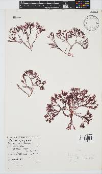 Plocamium rigidum image