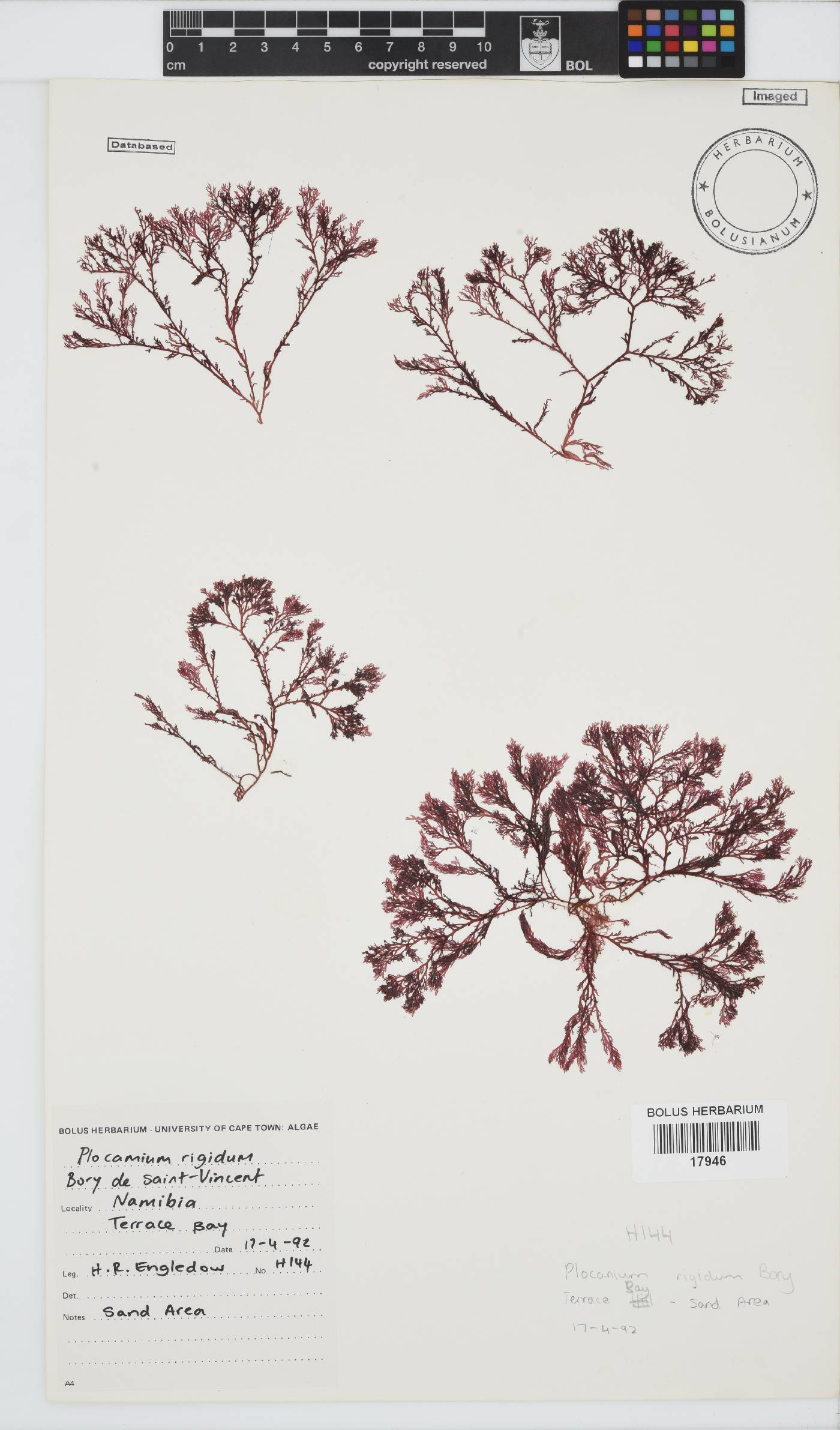 Plocamium image