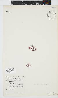Plocamium rigidum image