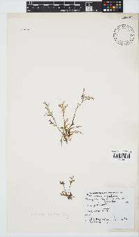 Plocamium rigidum image