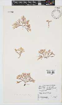 Plocamium rigidum image