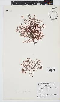Plocamium rigidum image