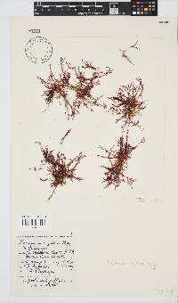 Plocamium rigidum image