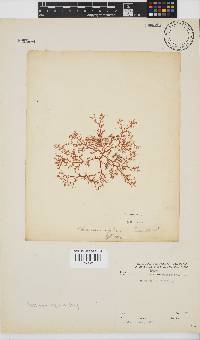 Plocamium rigidum image