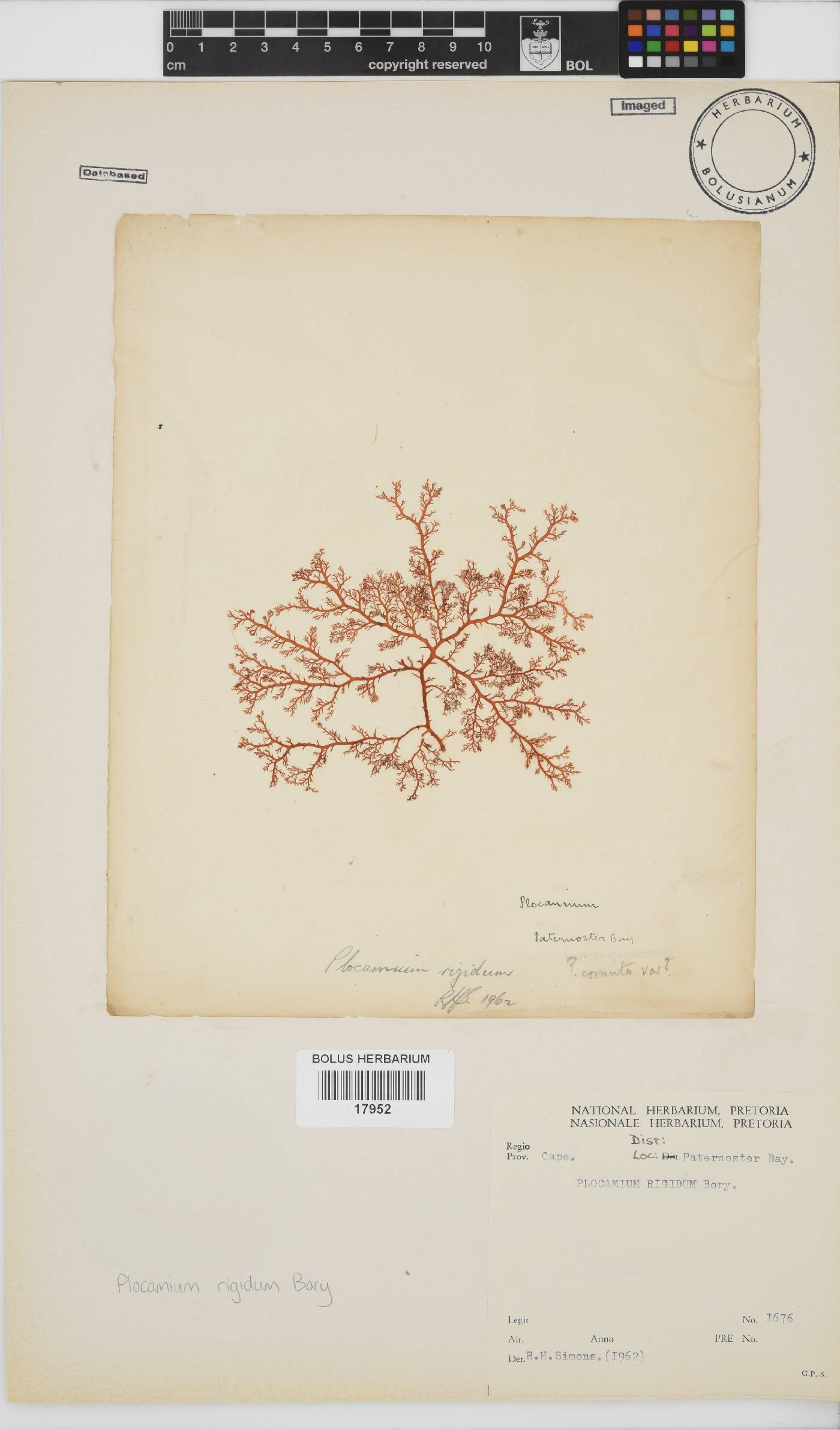Plocamium image