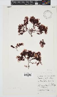 Plocamium rigidum image