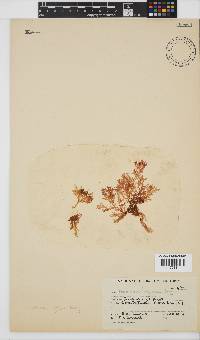Plocamium rigidum image