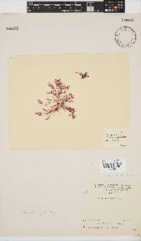 Plocamium rigidum image