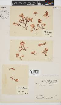 Plocamium rigidum image