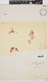 Plocamium rigidum image