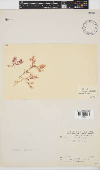 Plocamium rigidum image