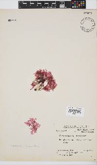 Plocamium rigidum image