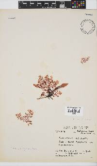 Plocamium rigidum image