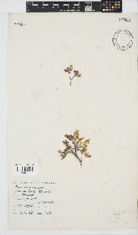 Plocamium rigidum image
