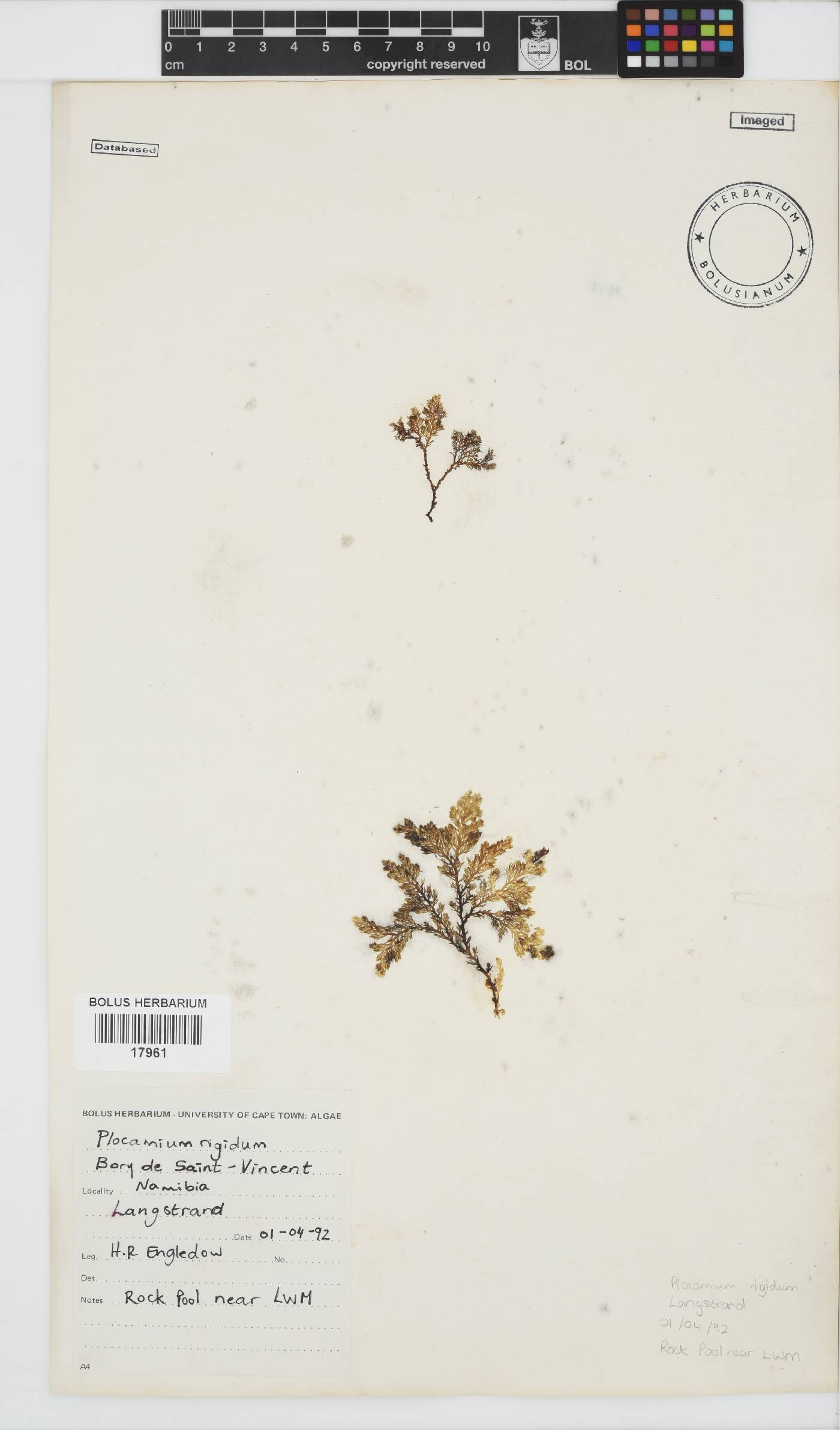 Plocamium rigidum image