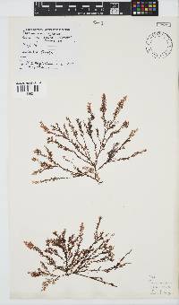 Plocamium rigidum image