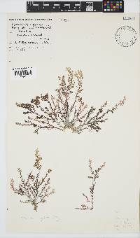 Plocamium rigidum image