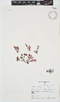 Plocamium rigidum image