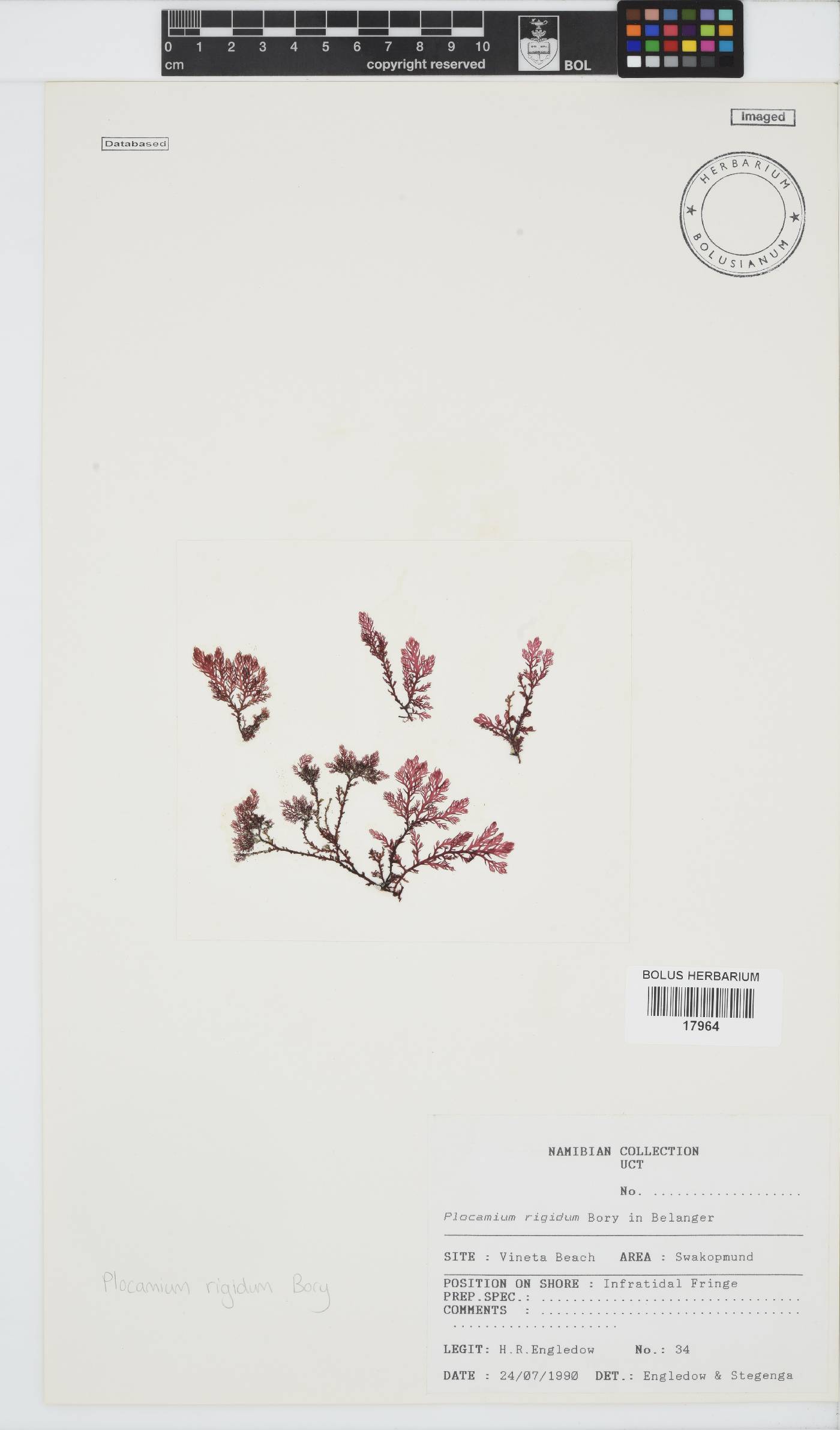 Plocamium rigidum image