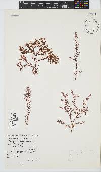 Plocamium rigidum image