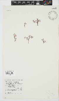 Plocamium rigidum image