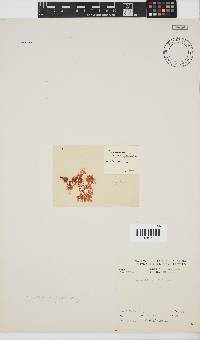 Plocamium rigidum image