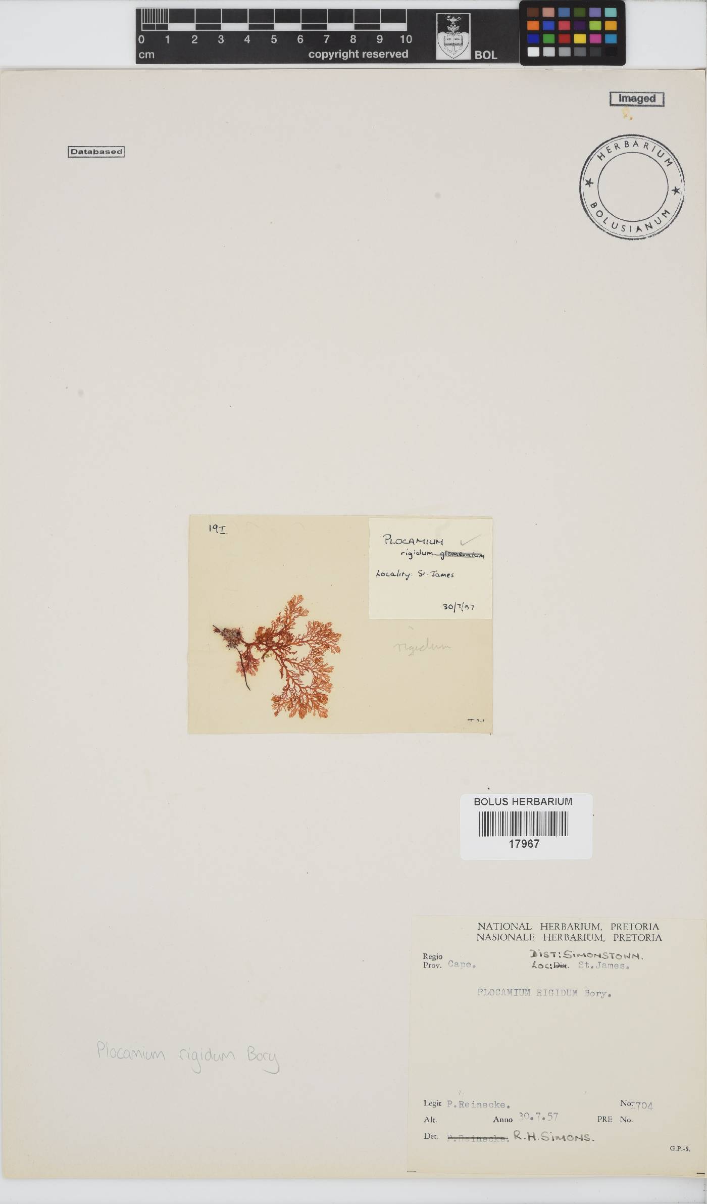 Plocamium rigidum image