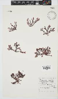 Plocamium rigidum image