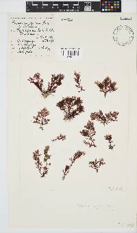 Plocamium rigidum image