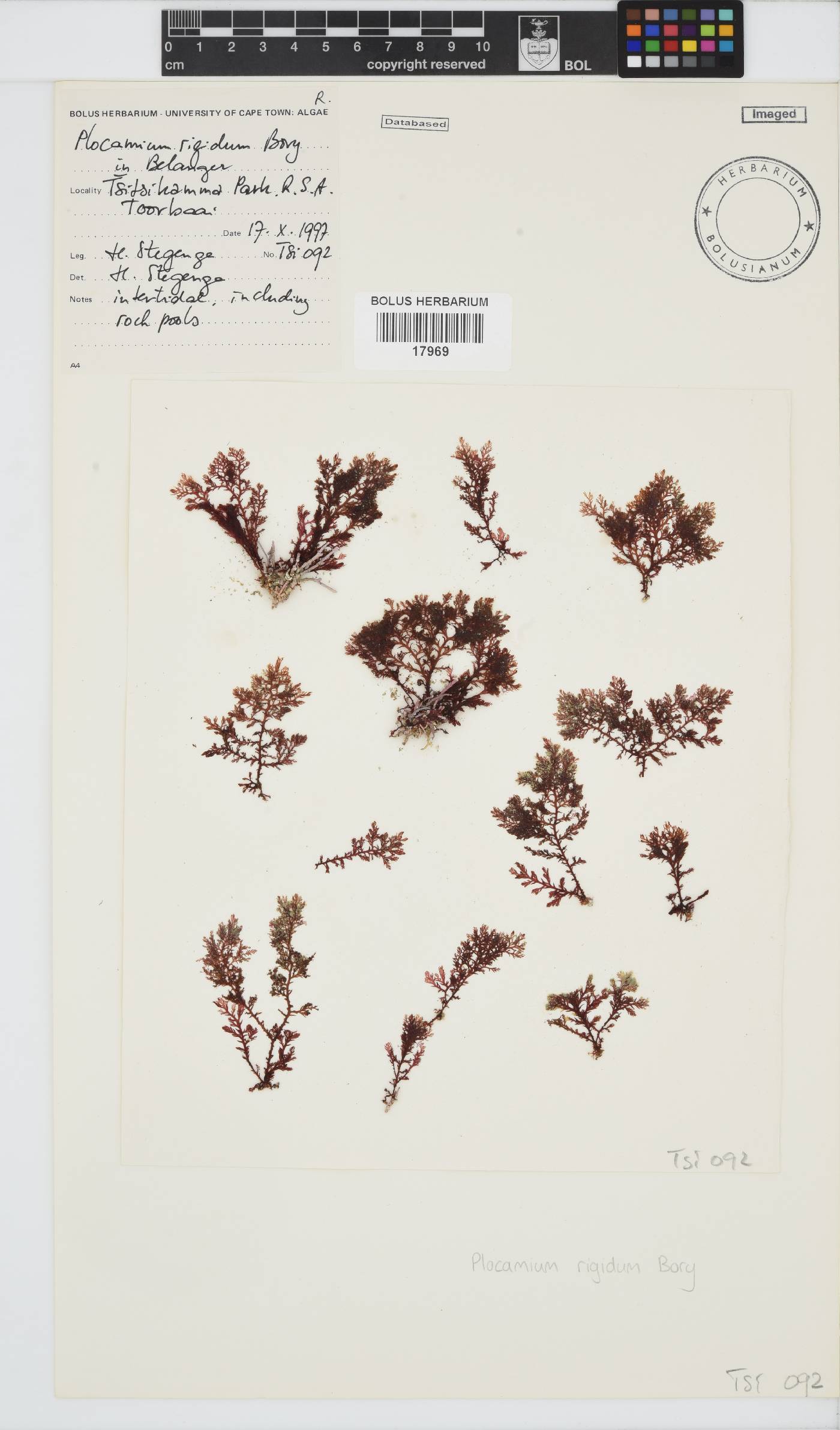 Plocamium rigidum image