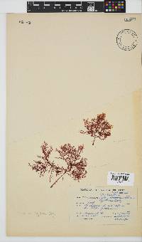 Plocamium rigidum image
