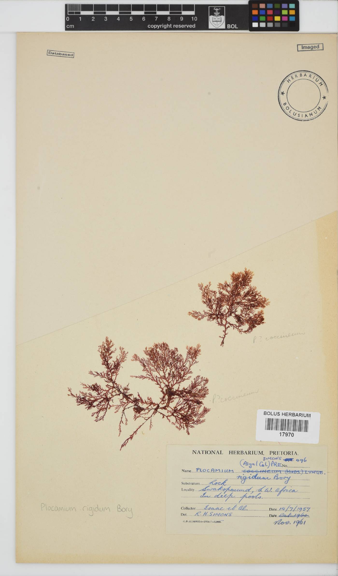 Plocamium rigidum image