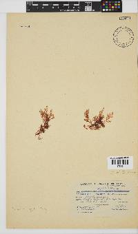 Plocamium rigidum image