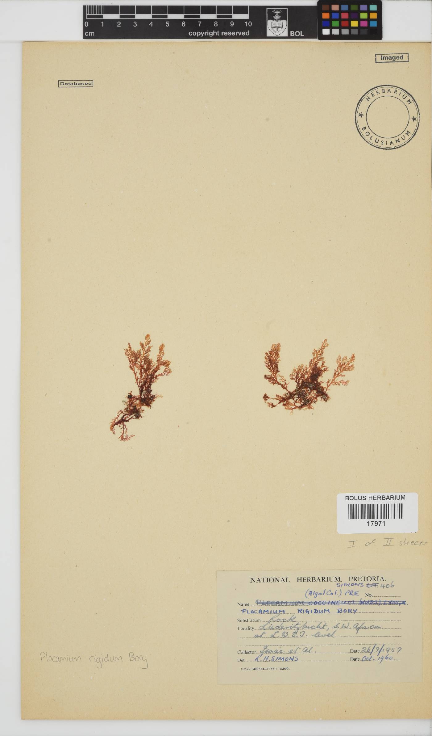 Plocamium rigidum image