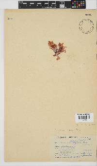 Plocamium rigidum image