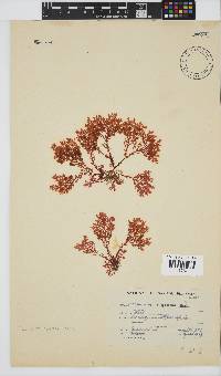 Plocamium rigidum image