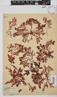 Plocamium rigidum image