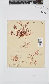 Plocamium rigidum image