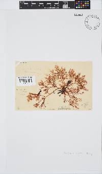 Plocamium rigidum image