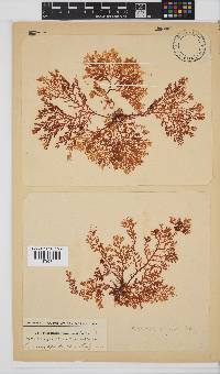Plocamium rigidum image