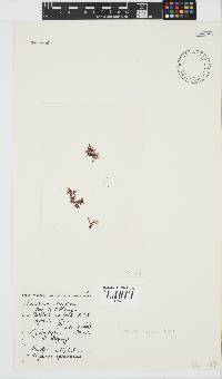 Plocamium rigidum image