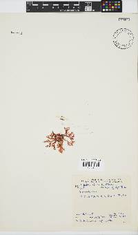 Plocamium rigidum image
