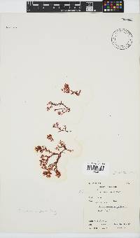 Plocamium rigidum image